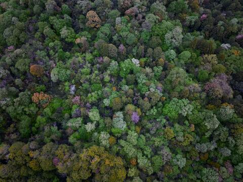 Vue aérienne d'une forêt de feuillus